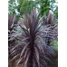 Cordyline australis Burgundy Spire - Kordilin Burgundy Spire