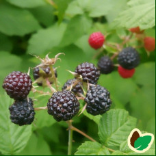 Rubus idaeus Black Jewel - Malina Black Jewel