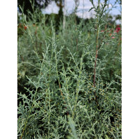 Cupressus Arizonica - Arizonski čempres