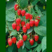 Rubus idaeus Tulameen - Malina Tulameen
