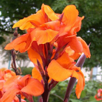Canna Wyoming - Kana Wyoming Canna Wyoming - Kana Wyoming