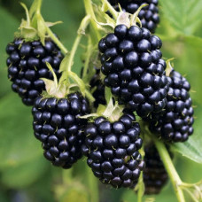 Rubus fruticosus Black Satin - Kupina Black Satin