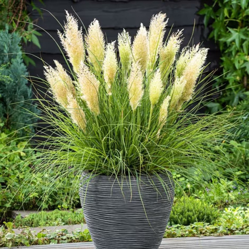 Cortaderia selloana Tiny pampa - Patuljasta pampas trava