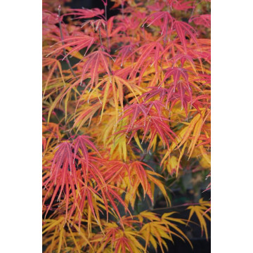 Acer palmatum Scolopendriifolium - Japanski javor Scolopendriifolium