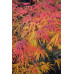 Acer palmatum Scolopendriifolium - Japanski javor Scolopendriifolium
