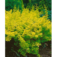Berberis thunbergii Aurea - Zlatni berberis Aurea