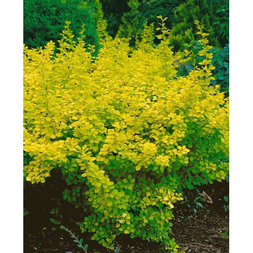 Berberis thunbergii Aurea - Zlatni berberis Aurea