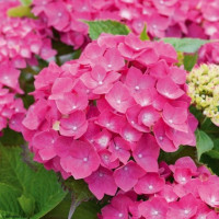 Hydrangea macrophylla Leuchtfeuer - Hortenzija Leuchtfeuer