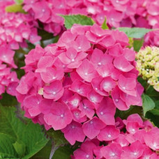 Hydrangea macrophylla Leuchtfeuer - Hortenzija Leuchtfeuer
