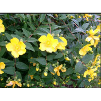 Hypericum dummeri Peter Dummer - Kantarion Peter Dummer