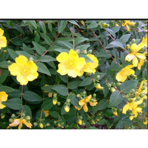 Hypericum dummeri Peter Dummer - Kantarion Peter Dummer Hypericum dummeri Peter Dummer - Kantarion Peter Dummer