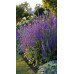 Salvia nemorosa Blauhügel - Ukrasna žalfija Blauhügel