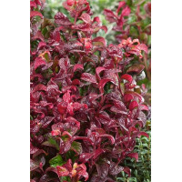 Leucothoe axiillaris Twisting ReD - Leukote Twisting Red Leucothoe axiillaris Twisting ReD - Leukote Twisting Red