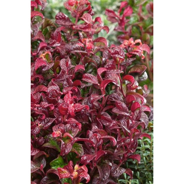 Leucothoe axiillaris Twisting ReD - Leukote Twisting Red