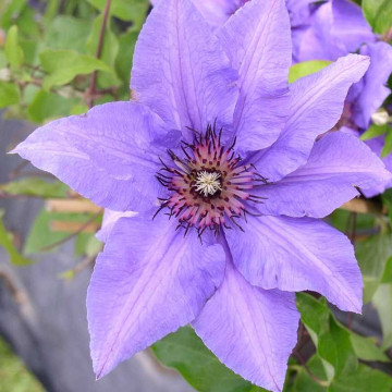 Clematis Königskid - Klematis Königskid Clematis Königskid - Klematis Königskid