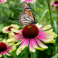 Echinacea Green Twister - Ehinacea Green Twister