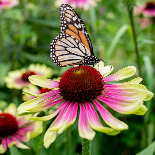 Echinacea Green Twister - Ehinacea Green Twister