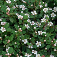 Cotoneaster procumbens Queen of Carpets - Dunjarica Queen of Carpets