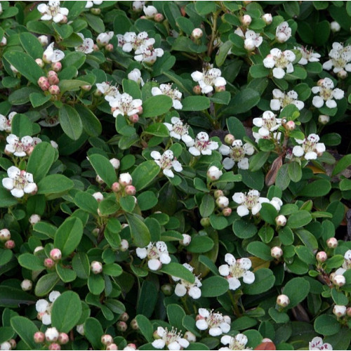 Cotoneaster procumbens Queen of Carpets - Dunjarica Queen of Carpets Cotoneaster procumbens Queen of Carpets - Dunjarica Queen of Carpets