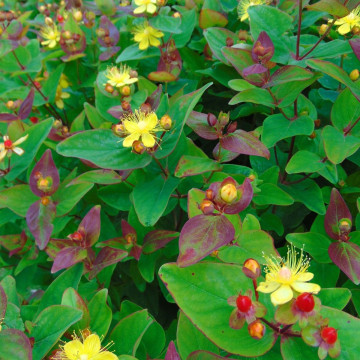 Hypericum inodorum Rheingold - Kantarion Rejngold