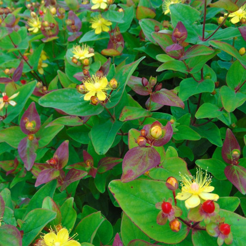 Hypericum inodorum Rheingold - Kantarion Rejngold