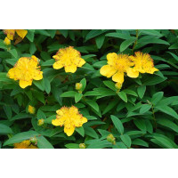 Hypericum calycinum - Kantarion