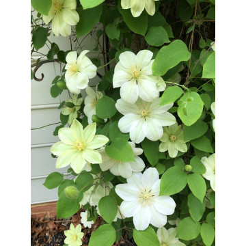 Clematis Guernsey Cream - Klematis Guernsey Cream Clematis Guernsey Cream - Klematis Guernsey Cream