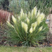 Cortaderia selloana Tiny pampa - Patuljasta pampas trava