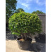 Prunus lusitanica - Portugalska lovor višnja