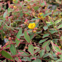 Hypericum moserianum Tricolor - Kantarion Tricolor