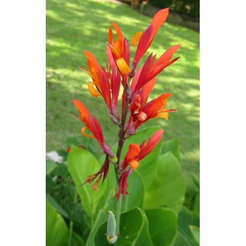 Canna Robert Kemp - Kana Robert Kemp