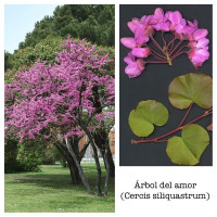 Cercis siliquastrum - Judino drvo