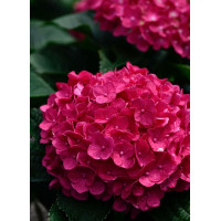 Hydrangea macrophylla Rebellion Dark Pink Love - Baštenska hortenzija Dark Pink Love