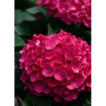 Hydrangea macrophylla Rebellion Dark Pink Love - Baštenska hortenzija Dark Pink Love