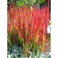 Imperata cylindrica Red Baron - Ukrasna trava Red Baron