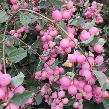 Symphoricarpus Magical Berry Christmas - Biserak ružičasti