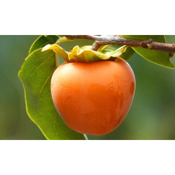 Diospyros kaki Vaniglia - Japanska jabuka Vanila