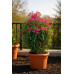 Nerium oleander - Oleander