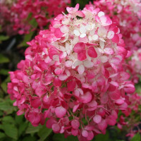Hydeangea paniculata Diamant Rouge - Drvenasta hortenzija Diamant Rouge