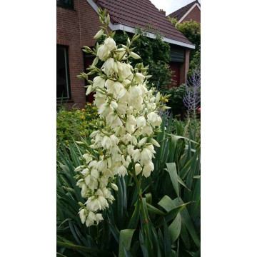 Yucca filamentosa - Adamova igla Yucca filamentosa - Adamova igla