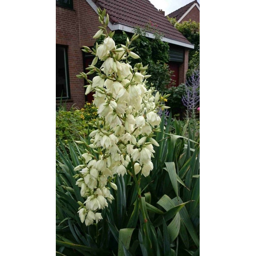 Yucca filamentosa - Adamova igla