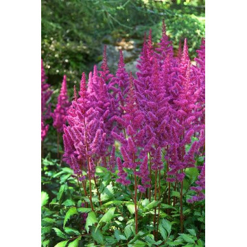 Astilbe chinensis Purple Glory - Astilba Purple Glory