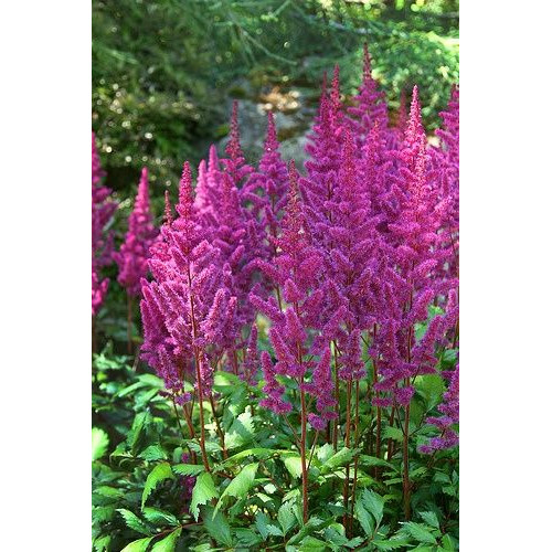 Astilbe chinensis Purple Glory - Astilba Purple Glory