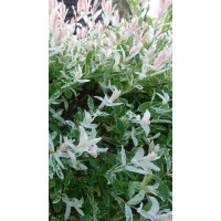 Salix integra Hakuro-Nishiki – Šarenolisna japanska vrba Salix integra Hakuro-Nishiki – Šarenolisna japanska vrba