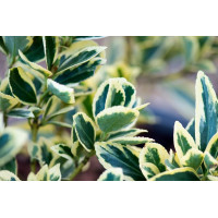Euonymus japonicus Bravo - Evonimus Bravo Euonymus japonicus Bravo - Evonimus Bravo