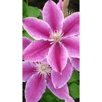 Clematis Dr.Ruppel - Klematis Dr. Ruppel