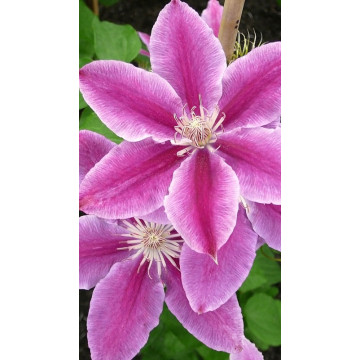 Clematis Dr.Ruppel - Klematis Dr. Ruppel Clematis Dr.Ruppel - Klematis Dr. Ruppel