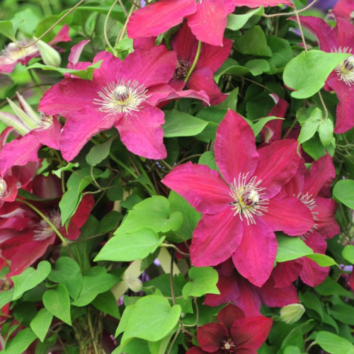 Clematis Westerplatte - Klematis Westerplatte Clematis Westerplatte - Klematis Westerplatte