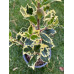 Ilex aquifolium Argentea Marginata - Božikovina Argentea Marginata