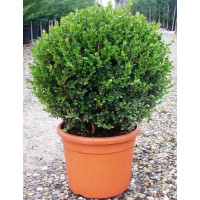 Buxus - Šimšir kuglasti Buxus - Šimšir kuglasti